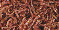 fd blood worms