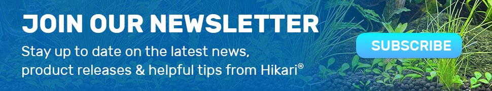 Newsletter Banner