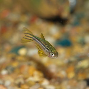 zebra danio in a freshwater tank - Image by Anthony Nelson via Flickr