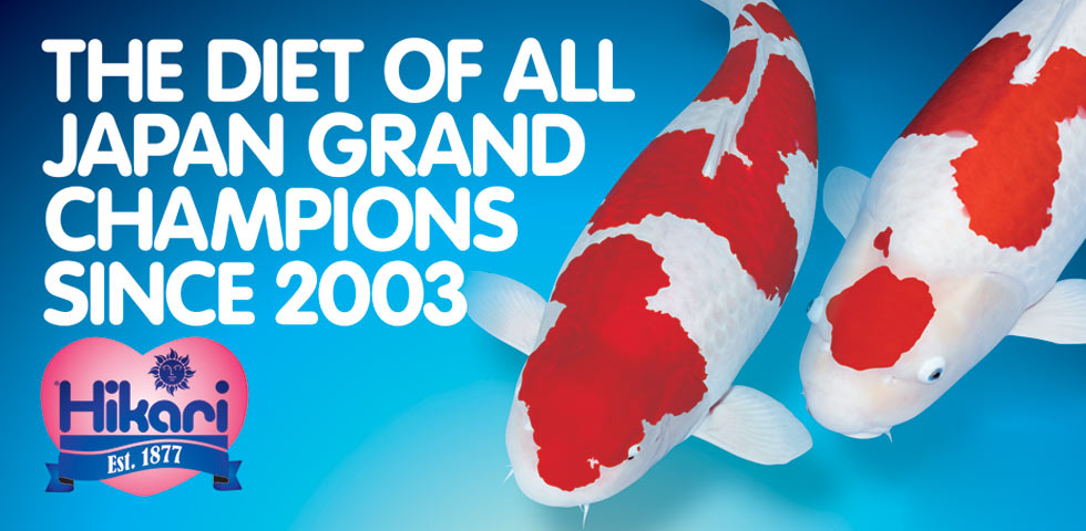 The Diet Of All Japan Grand Champion Koi Since 2003