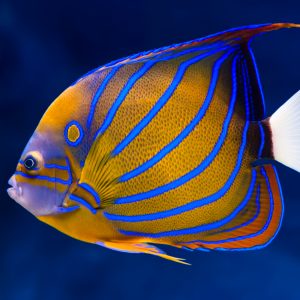 Hikari Sales USA fish and reptile foods showing bluering angelfish