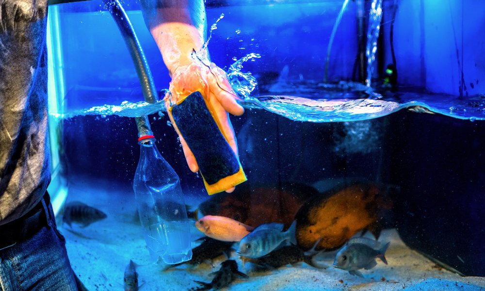person cleaning inside of aquarium