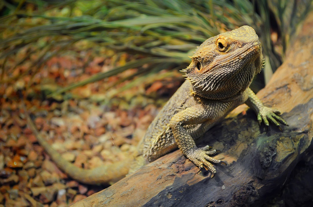 Setting Up A Bearded Dragon Habitat Hikari Sales USA Setting Up A Bearded Dragon Habitat Hikari Sales USA