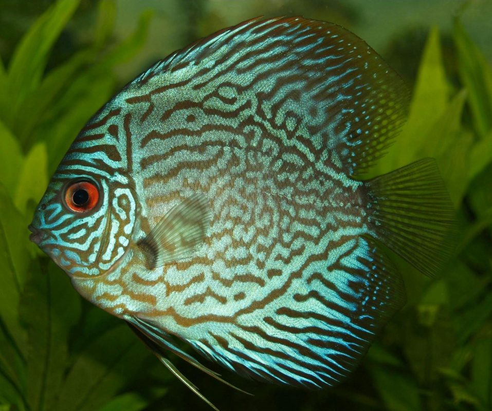 Close Up image of the Blue Discus Cichlid 