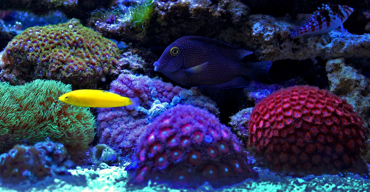 Marine aquarium scene