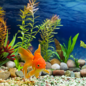 Hikari Sales USA fish and reptile foods showing fancy goldfish