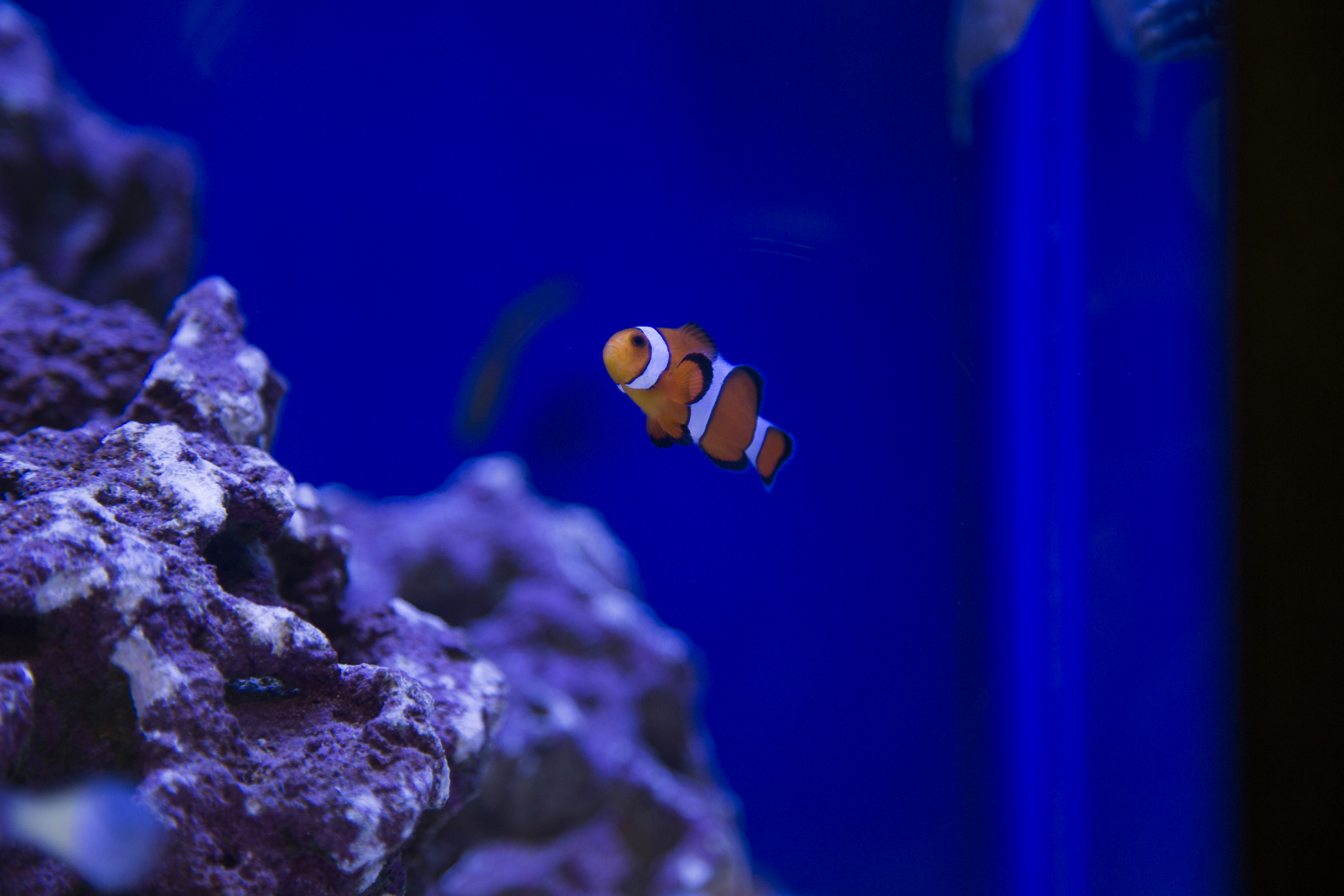 Hikari Sales USA fish and reptile foods showing clownfish