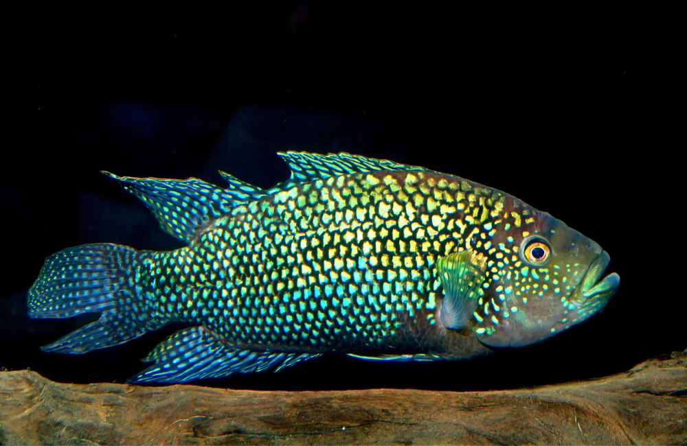 Beautiful fish with dark background