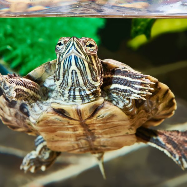 Hikari Sales USA fish and reptile foods showing small red eared turtle in aquarium