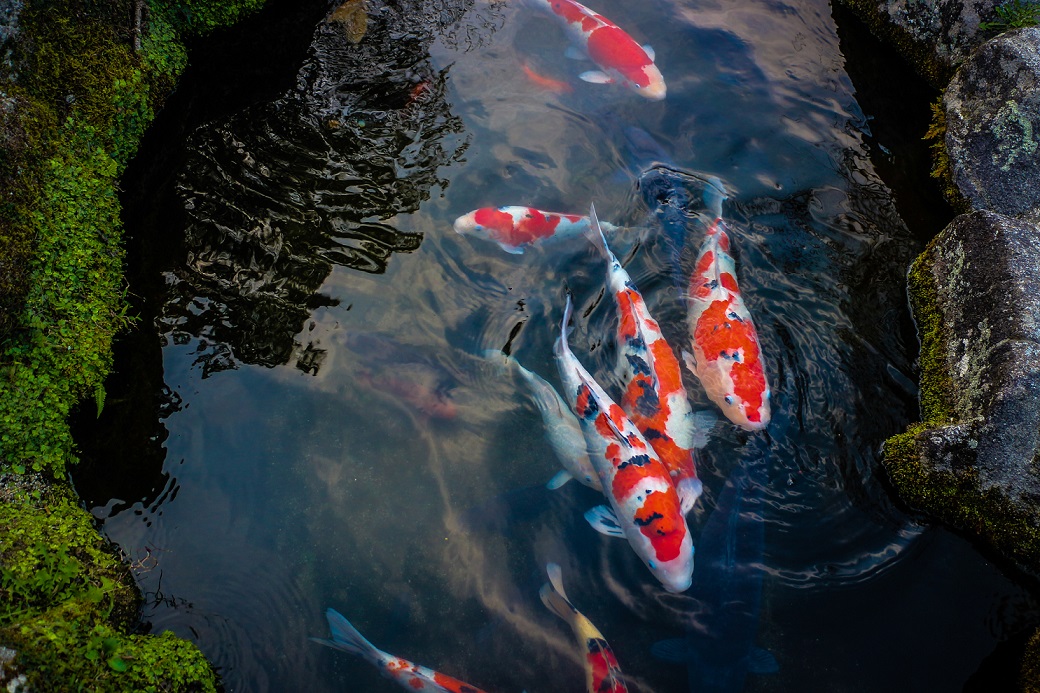 Hikari Sales USA fish and reptile foods showing koi in pool