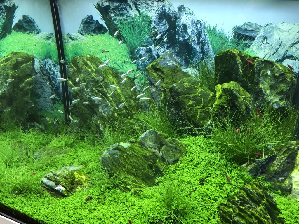 an image of a lush aquascape featuring planted decor and giant rocks