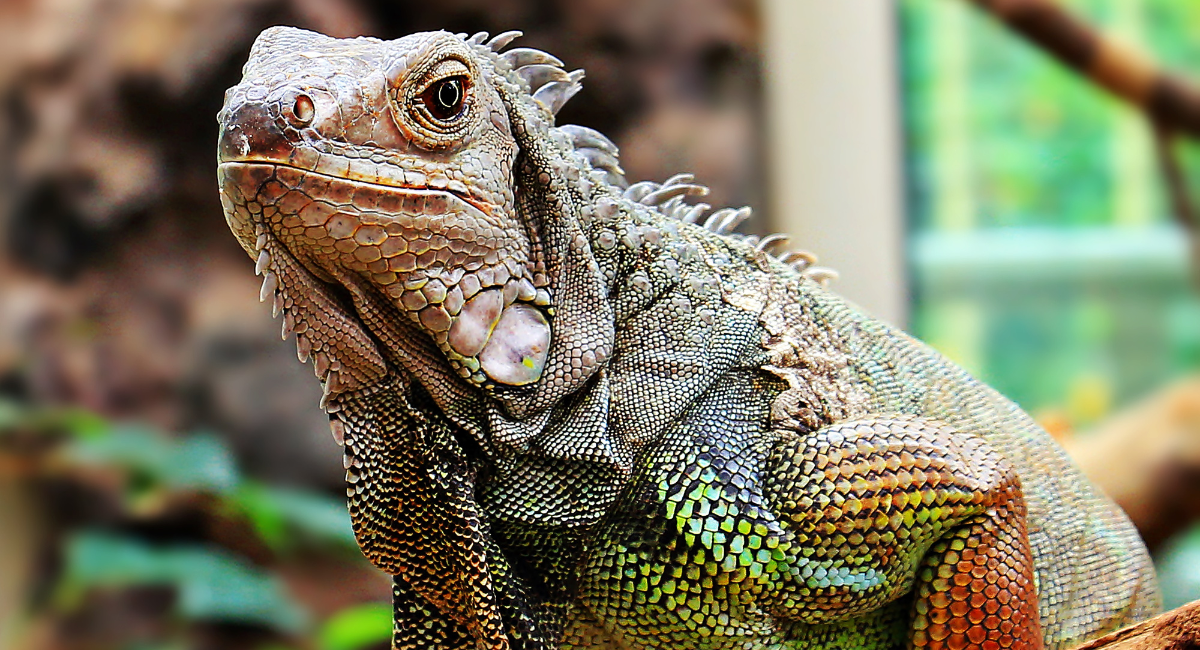 Iguana in a habitat