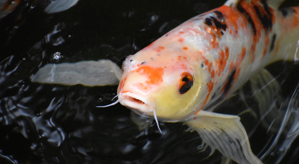 Koi fish in pond