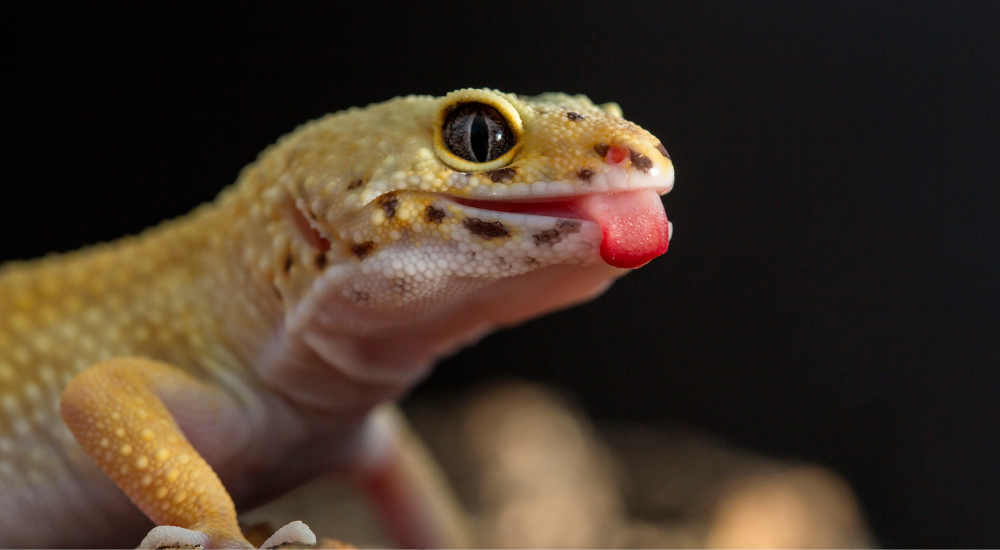 Leopard gecko with tongue out