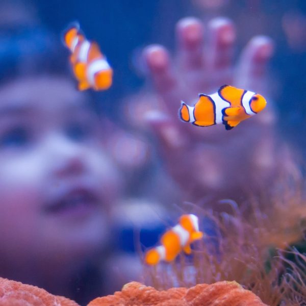 Hikari Sales USA fish and reptile foods showing girl watching clownfish