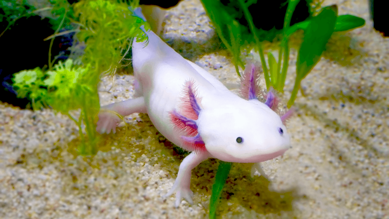 White Axolotl in a freshwater tank