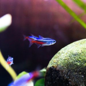 Photo by Christian Ang Neon Tetra in an Aquarium Tank