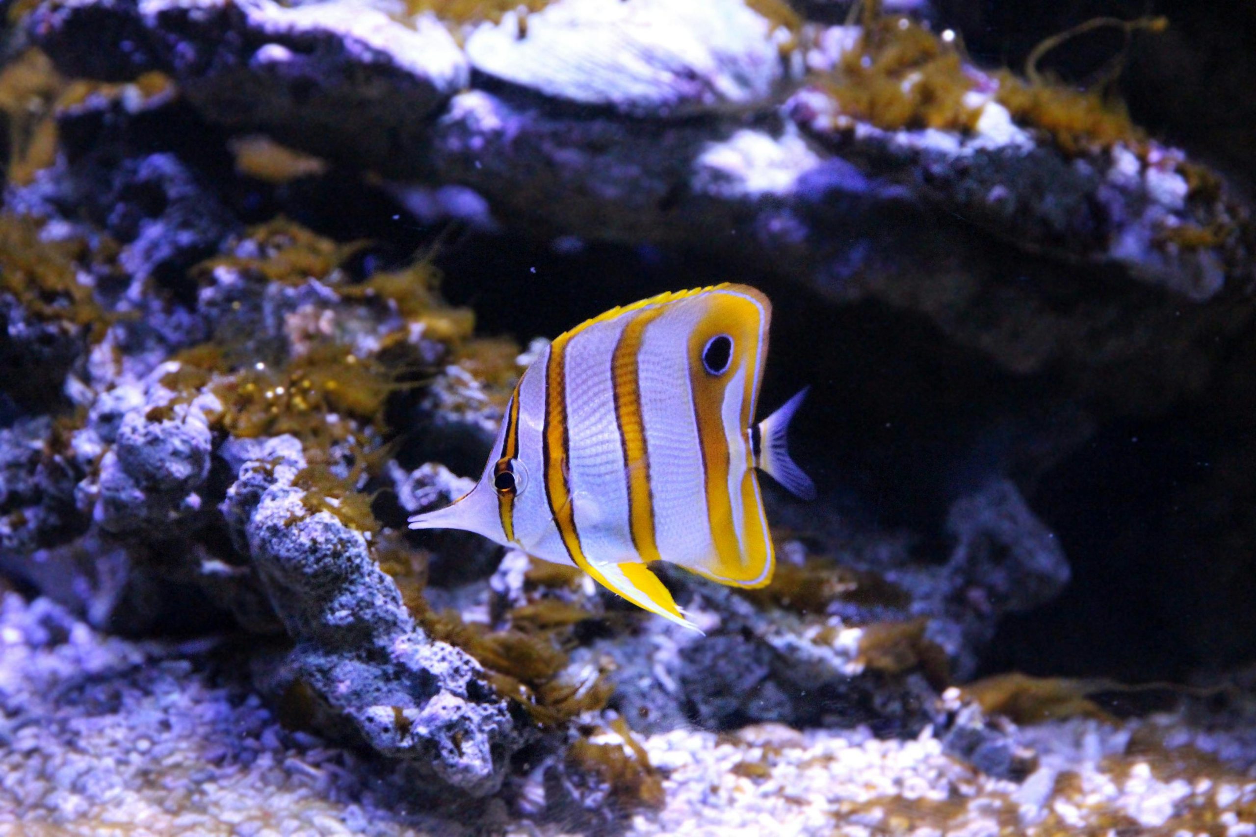 Copper Banded Butterflyfish in marine tank surrounded by rocks