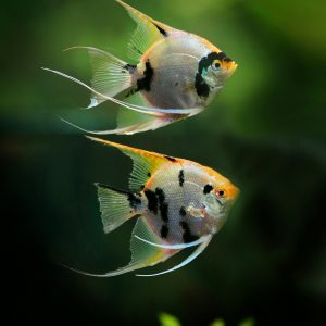 freshwater angelfish