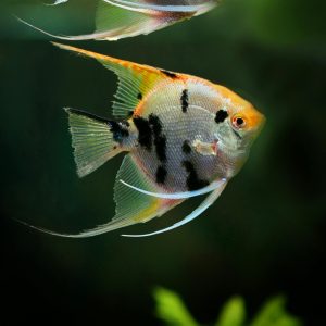 two freshwater angelfish // Photgraph by Jefferey S.S. | https://www.pexels.com/@saturnus99/