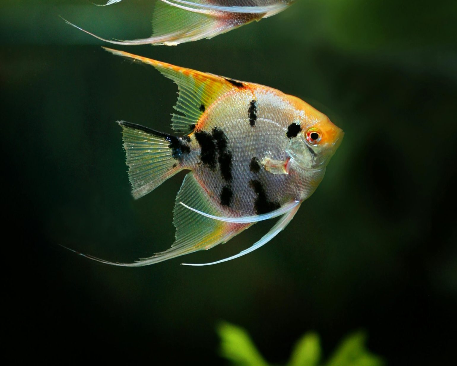 freshwater-angelfish – Blog – Hikari Sales USA