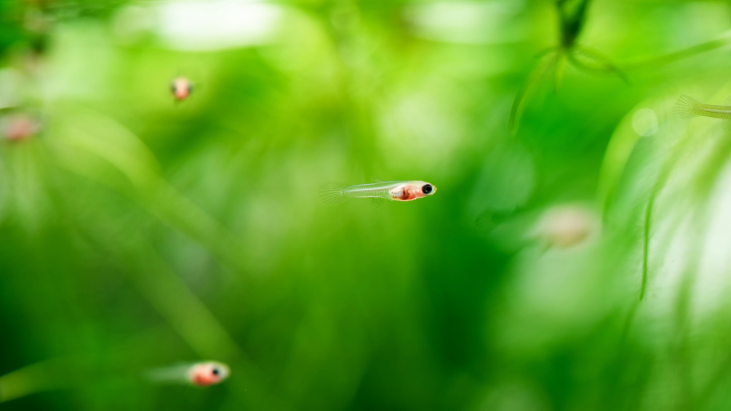 little baby guppy fish fry young oecilia reticulata macro photography