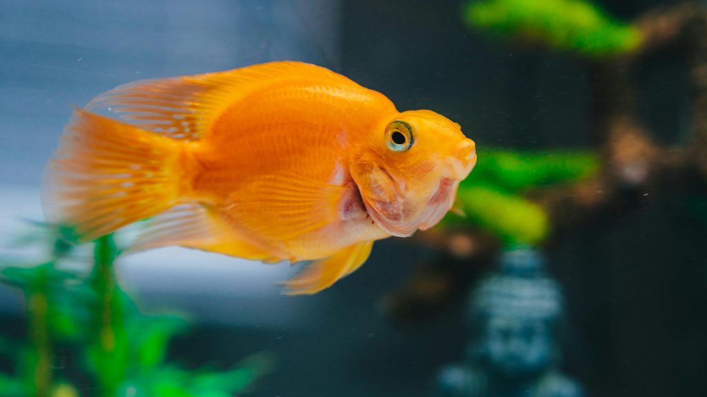 A healthy goldfish swimming in a clean, well-maintained aquarium.