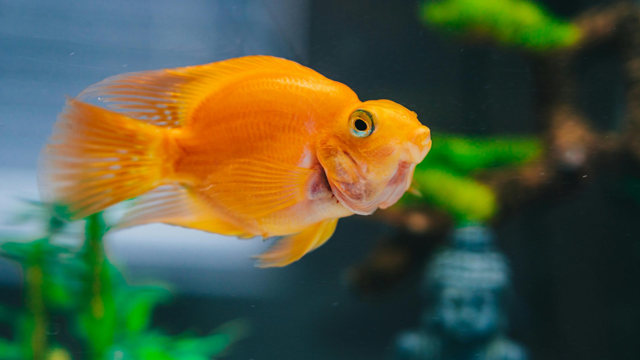 A healthy goldfish swimming in a clean, well-maintained aquarium.