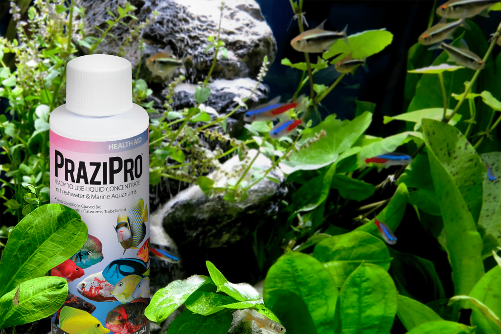 Planted Tank Tetras PraziPro Parasite Treatment