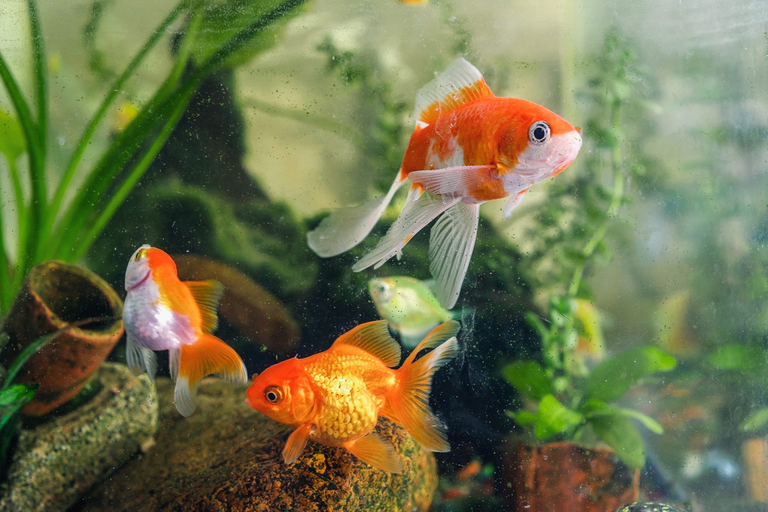 colorful fancy goldfish guide freshwater aquarium fish